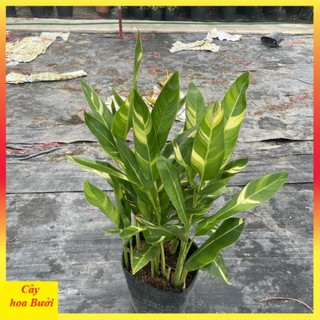 Cây chuối mỏ két cẩm thạch bụi to 13