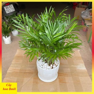 Cây cau tiểu trâm 12