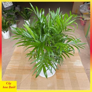 Cây cau tiểu trâm 12