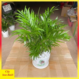 Cây cau tiểu trâm 12