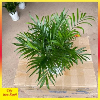 Cây cau tiểu trâm 12
