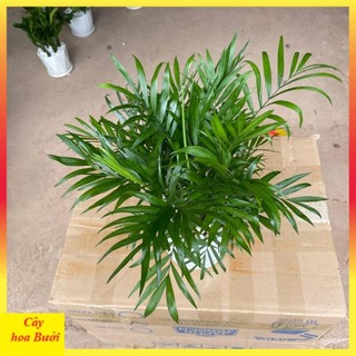 Cây cau tiểu trâm 12