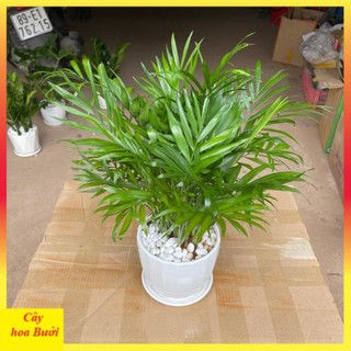 Cây cau tiểu trâm 12