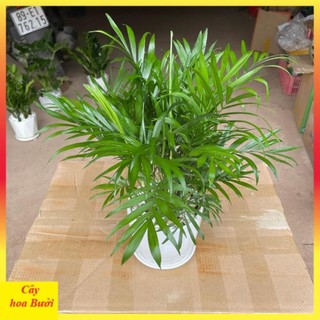 Cây cau tiểu trâm 12