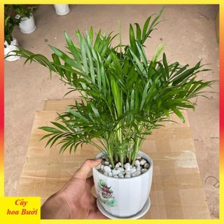 Cây cau tiểu trâm 12