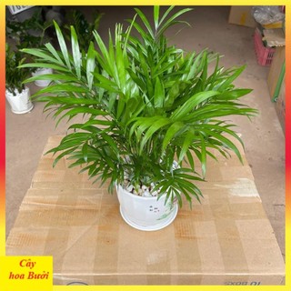 Cây cau tiểu trâm 12