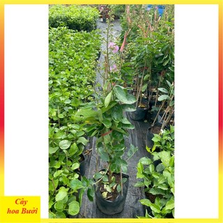Bằng lăng tím 12