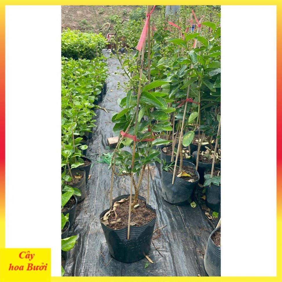 Bằng lăng tím 12