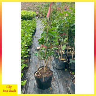 Bằng lăng tím 12