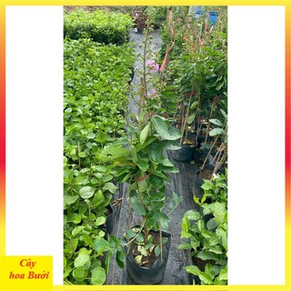 Bằng lăng tím 12