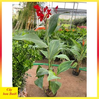 Cây chuối mỏ két hoa đỏ 13