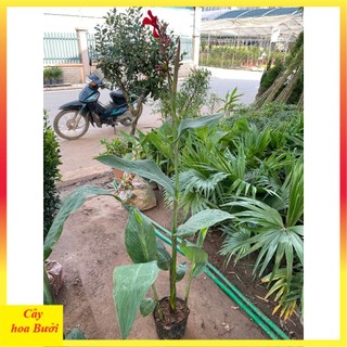Cây chuối mỏ két hoa đỏ 13