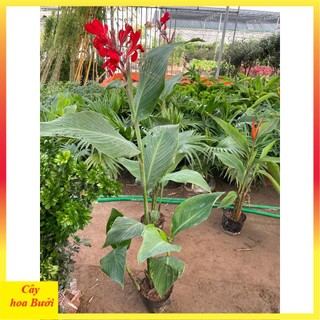 Cây chuối mỏ két hoa đỏ 13