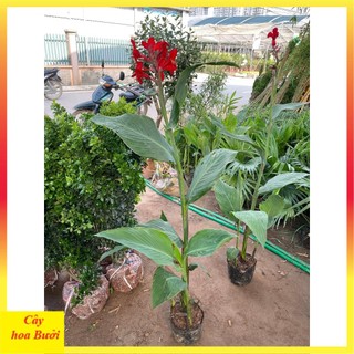 Cây chuối mỏ két hoa đỏ 13