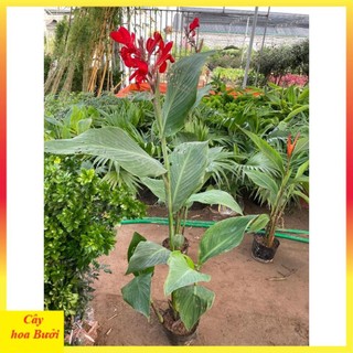 Cây chuối mỏ két hoa đỏ 13