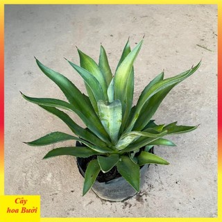 Cây dứa ngọc giá 13