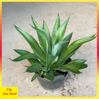Cây dứa ngọc giá 13
