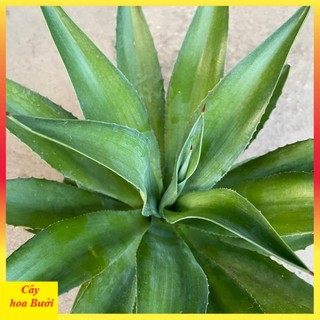 Cây dứa ngọc giá 13