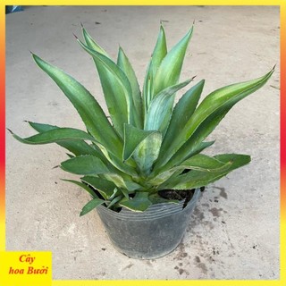 Cây dứa ngọc giá 13
