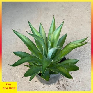 Cây dứa ngọc giá 13
