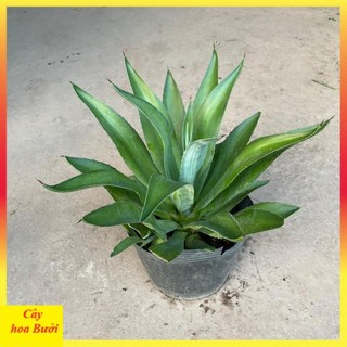Cây dứa ngọc giá 13