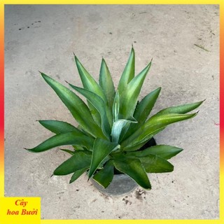Cây dứa ngọc giá 13