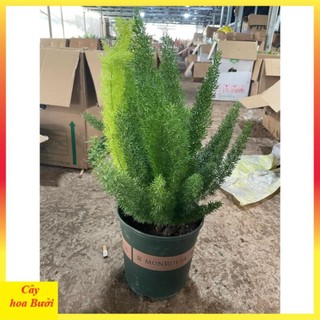 Cây Đuôi Chồn 13