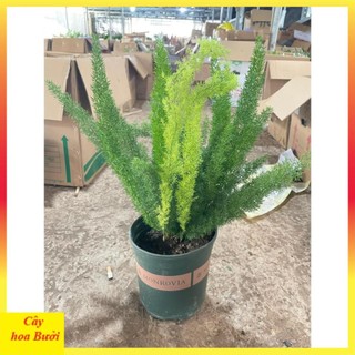 Cây Đuôi Chồn 13