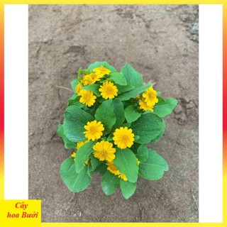 Cây cúc mặt trời 14