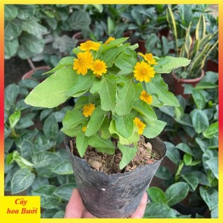 Cây cúc mặt trời 14