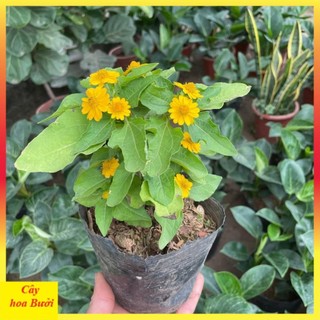 Cây cúc mặt trời 14