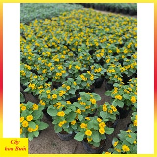 Cây cúc mặt trời 14