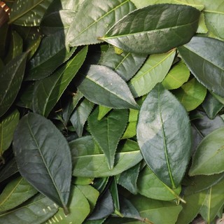 [100GRAM ] BỘT TRÀ XANH THÁI NGUYÊN