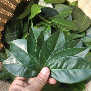 [100GRAM ] BỘT TRÀ XANH THÁI NGUYÊN