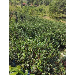 [100GRAM ] BỘT TRÀ XANH THÁI NGUYÊN
