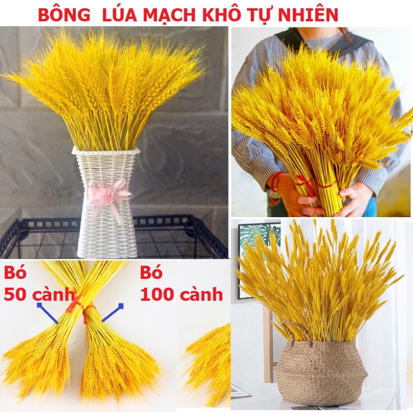 Bông lúa mạch vàng VIP 1 SIÊU ĐẸP, chụp ảnh hoặc trang trí nhà cửa