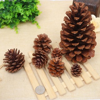 Quả thông khô trang trí nhà cửa decor phòng