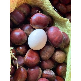 ( JENNYFRUIT) ( HỎA TỐC ) HẠT DẺ TƯƠI  1kg