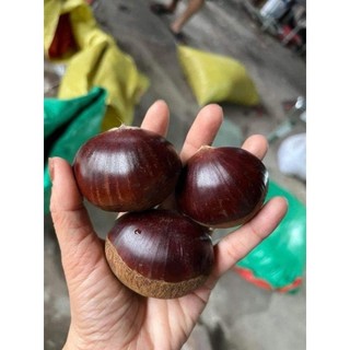 ( JENNYFRUIT) ( HỎA TỐC ) HẠT DẺ TƯƠI  1kg