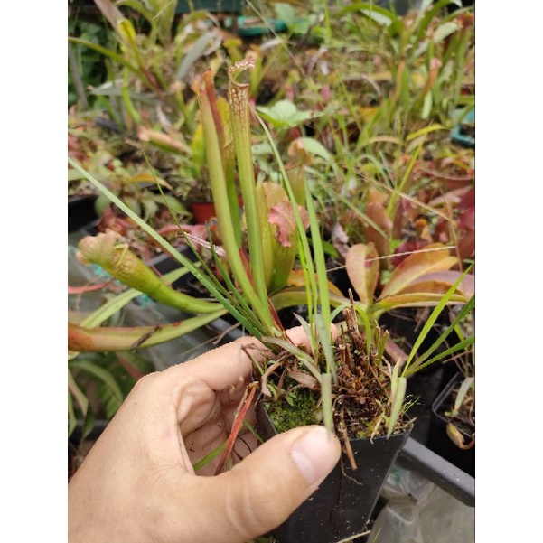 Cây hố bẫy leoco