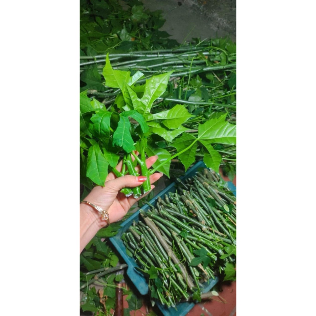 Cây giống rau Bina Chaya  - Trồng sau một tháng là hái ăn được