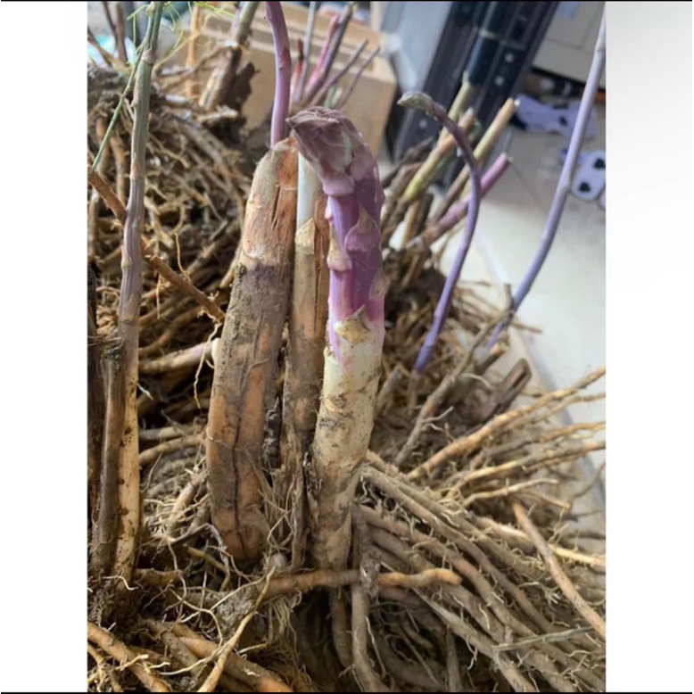 Gốc măng tây tím