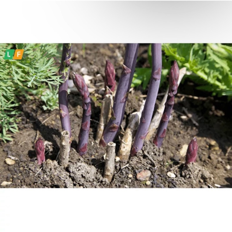 Gốc măng tây tím