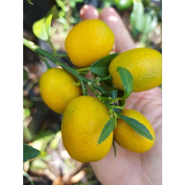 Cay tắc thái vỏ ngọt