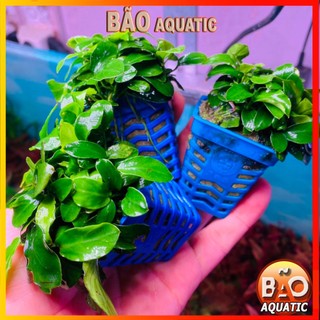 Ráy Nana Cây thủy sinh sống dưới nước dễ trồng