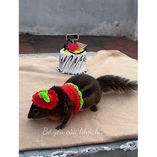 Combo trang phục đồ len - mũ; nón; váy áo cho chuột hamster/sóc đất/ sóc bay …- #Hamster_Yêu