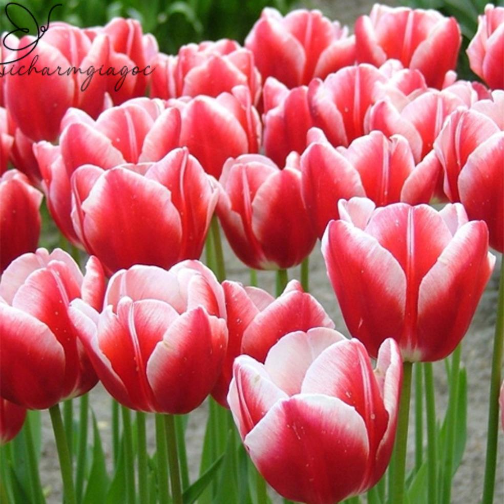 CỦ HOA TULIP HÀ LAN SIZE TO 6-7 CM NHIỀU MÀU (RA HOA SAU 20-25 NGÀY)- CỦ TULIP TRỒNG ĐẤT VÀ CÓ MẦM SẴN _hoa tết 2024