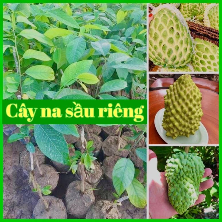 Cây na sầu riêng khổng lồ - cây giống mới độc lạ