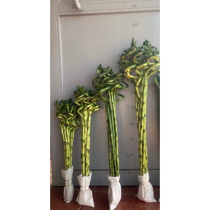 Cành trúc soắn trồng thuỷ sinh ,cây phong thuỷ, trúc phát tài