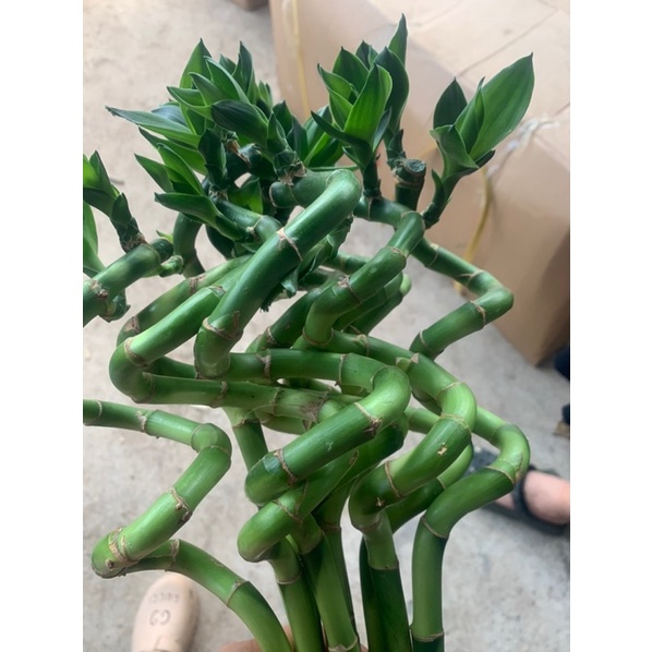 Cành trúc soắn trồng thuỷ sinh ,cây phong thuỷ, trúc phát tài